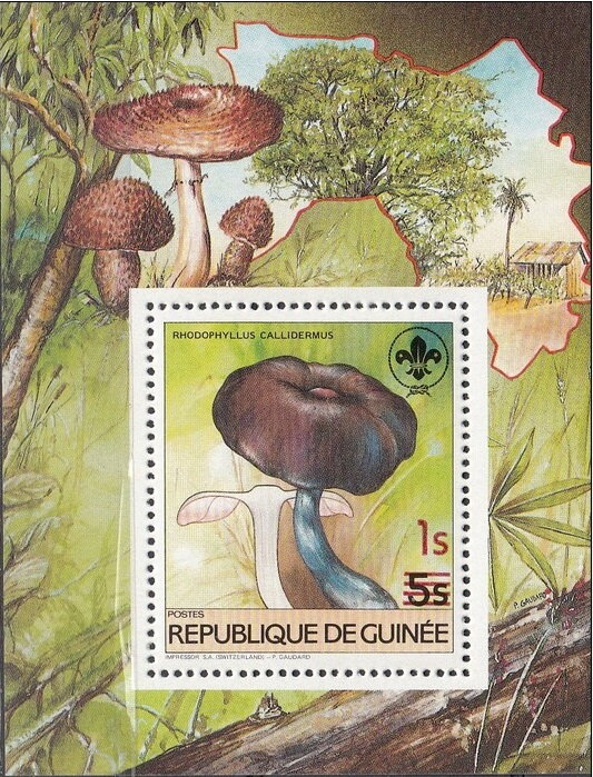 Rhodophyllus callidermus
