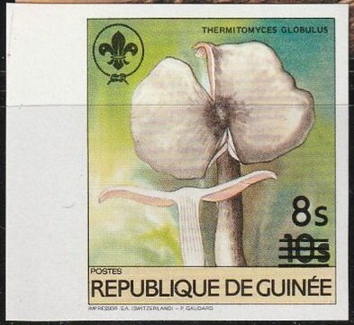 Thermitomyces globulus