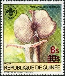 Thermitomyces globulus
