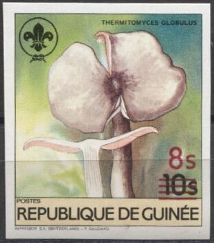 Thermitomyces globulus