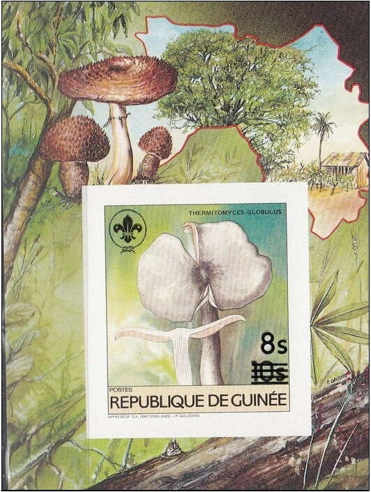 Thermitomyces globulus