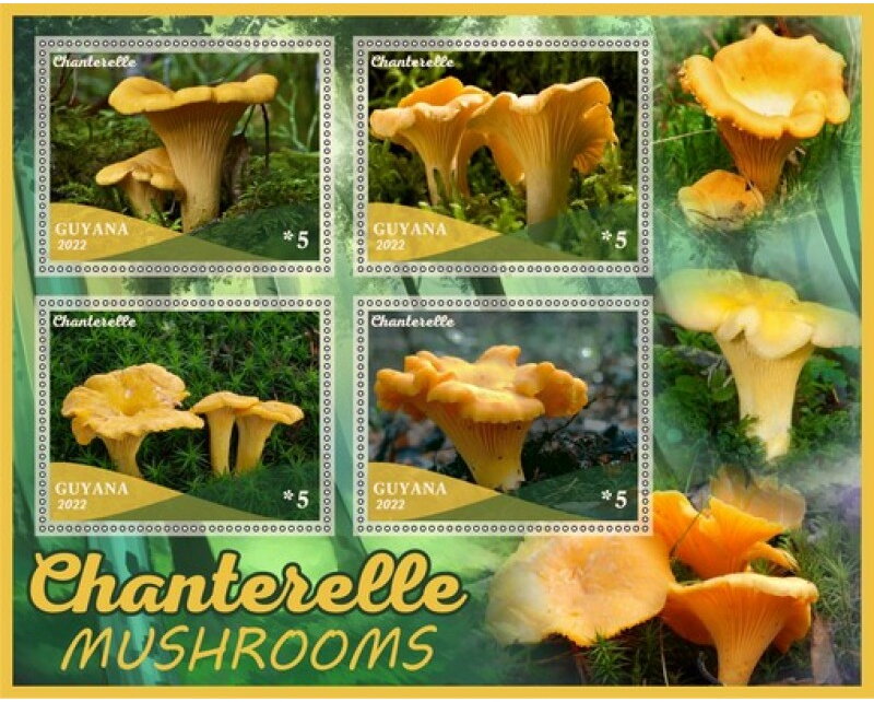 Mushrooms Chanterelle