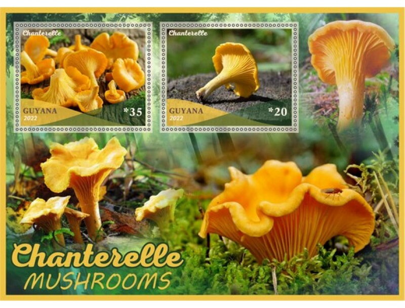 Mushrooms Chanterelle