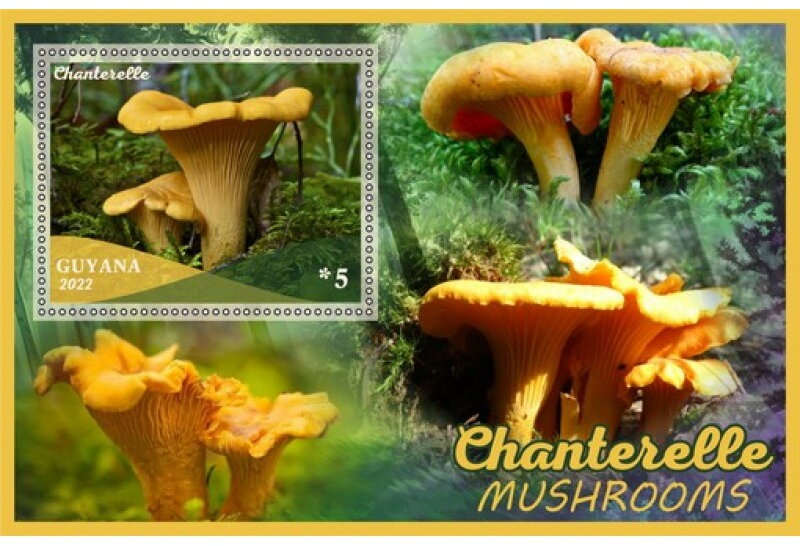 Mushrooms Chanterelle
