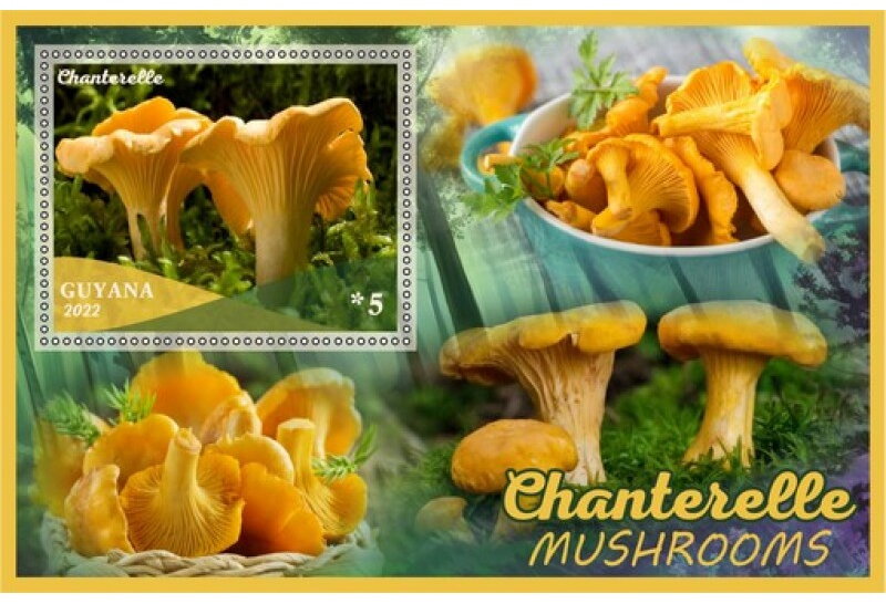 Mushrooms Chanterelle