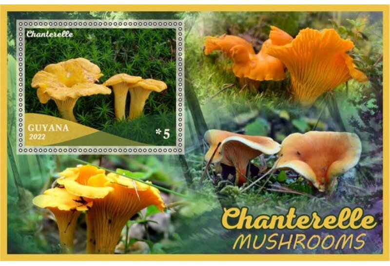 Mushrooms Chanterelle
