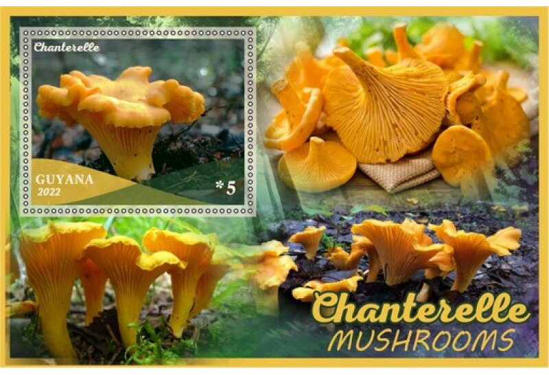 Mushrooms Chanterelle