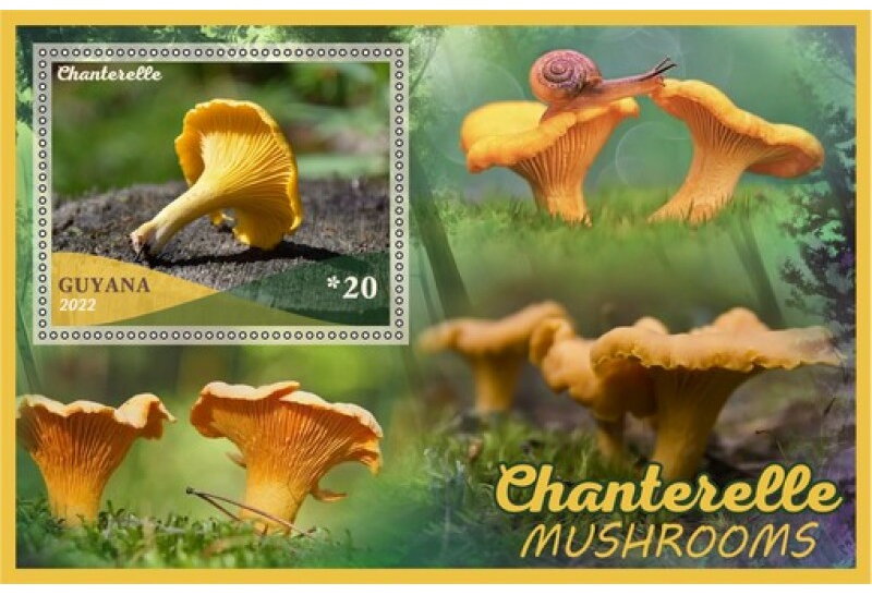 Mushrooms Chanterelle