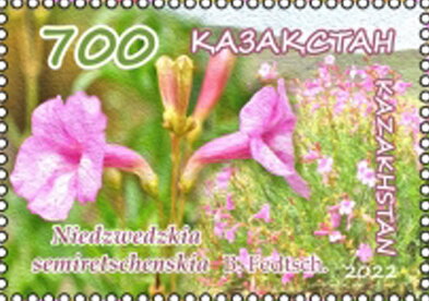Niedzwedzkia semiretschenskia