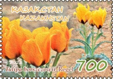 Tulipa borszczowii