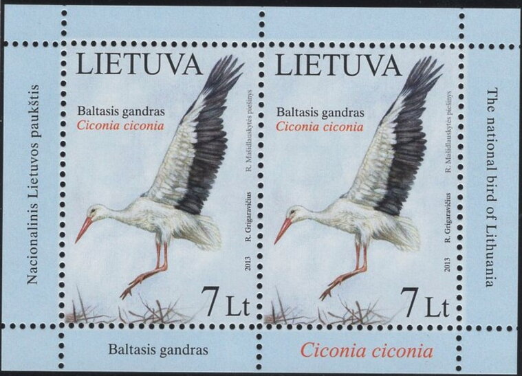 White Stork (Ciconia ciconia)