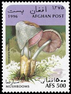 Stamp, Volvariella bombycina, Afghanistan,  , Mushrooms
