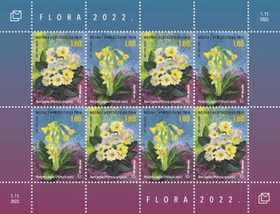 Cowslip (Primula veris)