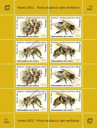 European Honey Bee (Apis mellifera)