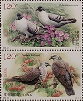 Snow Pigeon /Speckled Wood Pigeon