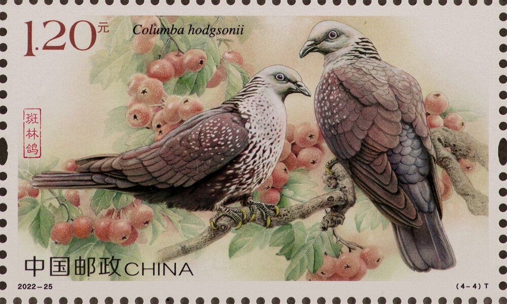 Speckled Wood Pigeon (Columba hodgsonii)