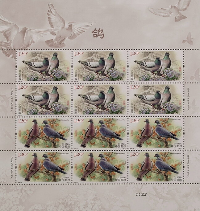 Turkestan Hill Dove/Wood Pigeon