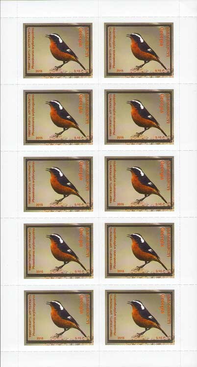 Moussier's Redstart (Phoenicurus moussieri)