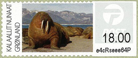 Walrus (Odobenus rosmarus)