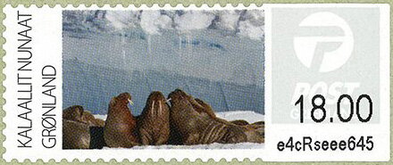 Walrus (Odobenus rosmarus)