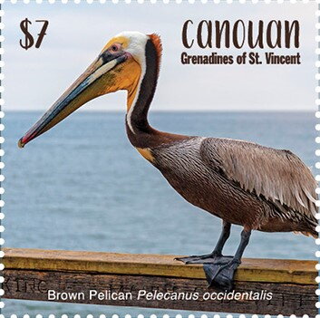Brown Pelican (Pelecanus occidentalis)