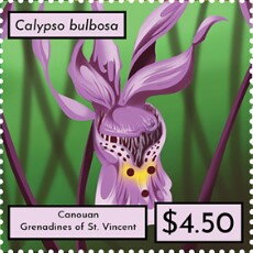 Calypso bulbosa