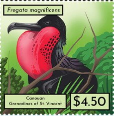 Fregata magnificens
