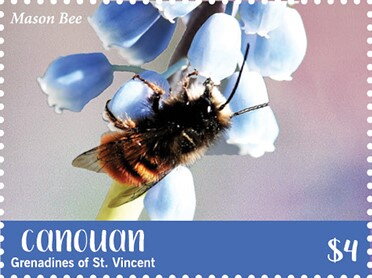Mason Bee