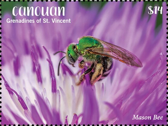 Mason Bee