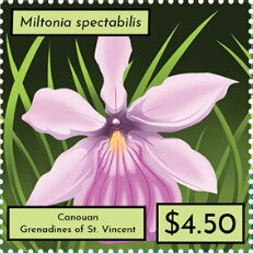 Miltonia spectabilis