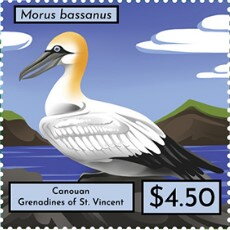 Morrus bassanus