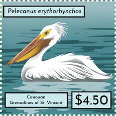 Pelecanus erythorhynchos