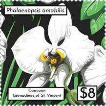 Phalaenopsis amabilis