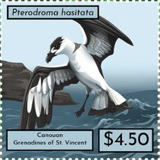 Pterodroma hasitata