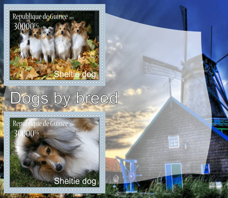 Fauna Sheltie dogs