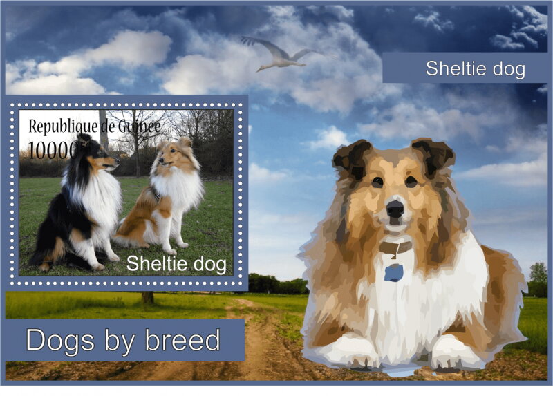 Fauna Sheltie dogs