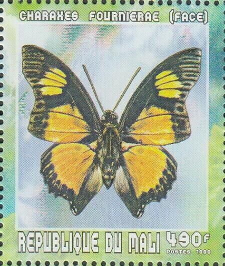 Euphaedra Charaxes (Charaxes fournierae), dorsal