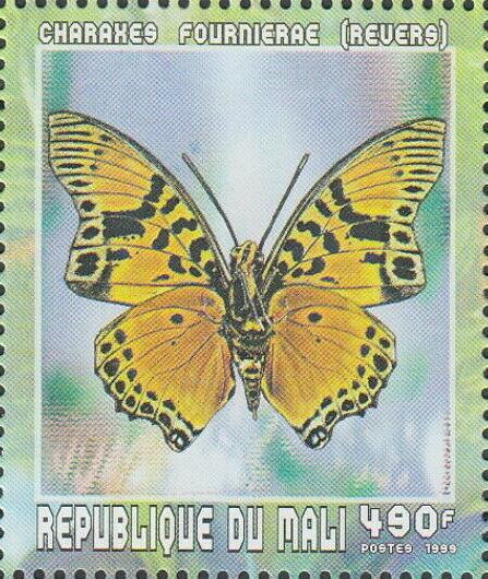 Euphaedra Charaxes (Charaxes fournierae), ventral