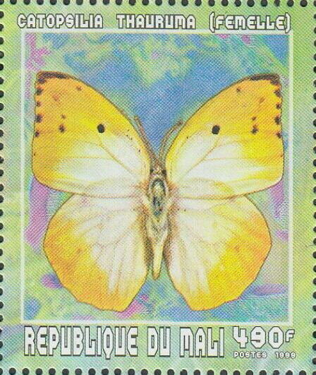 Madagascar Migrant (Catopsilia thaurama), female