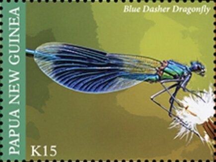 Blue Dasher Dragonfly (Pachydiplax longipennis)