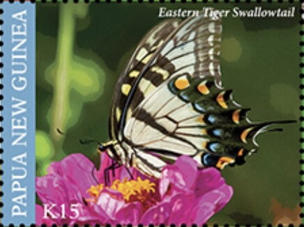 Eastern Tiger Swallowtail (Papilio glaucus)