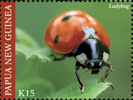 Ladybug (Coccinellidae sp)