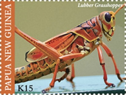 Lubber Grasshopper (Romalea sp)