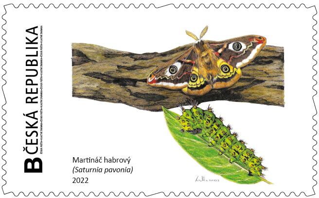 Martináč habrový