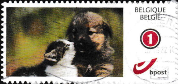 Puppy and kitten