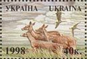 Red Deer (Cervus elaphus)