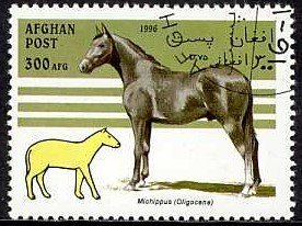 Horse (Equus ferus caballus), Miohippus (Oligozän)