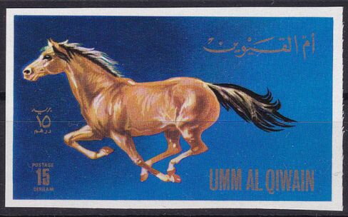 Horse (Equus ferus caballus)