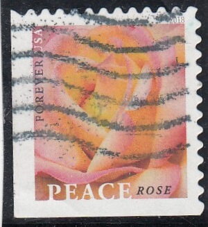 Peace Rose