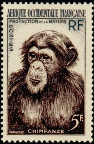 Chimpanzee (Pan troglodytes)